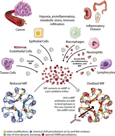 macrophage migration inhibitory factor|More.